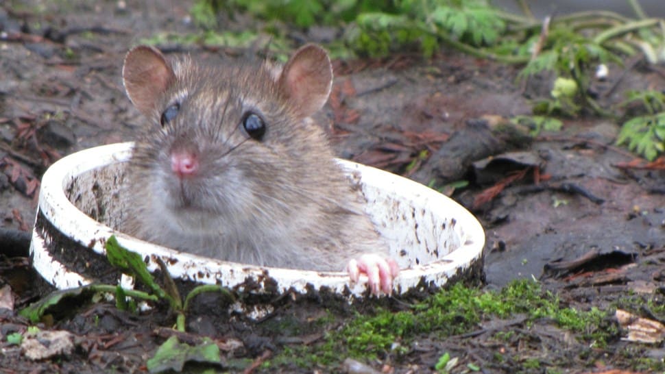 Rats